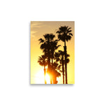 Evening Palms Poster