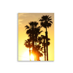 Evening Palms Poster
