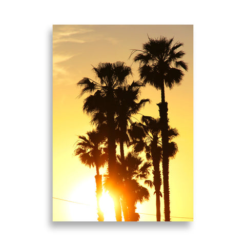 Evening Palms Poster