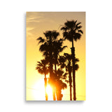 Evening Palms Poster